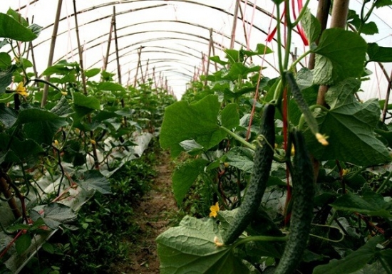 黄瓜种植栽培管理技术