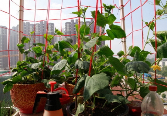 盆栽种植黄瓜管理技术