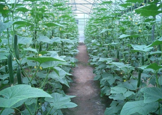 大棚黄瓜种植管理技术