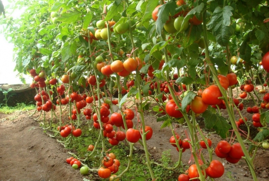 西红柿栽培