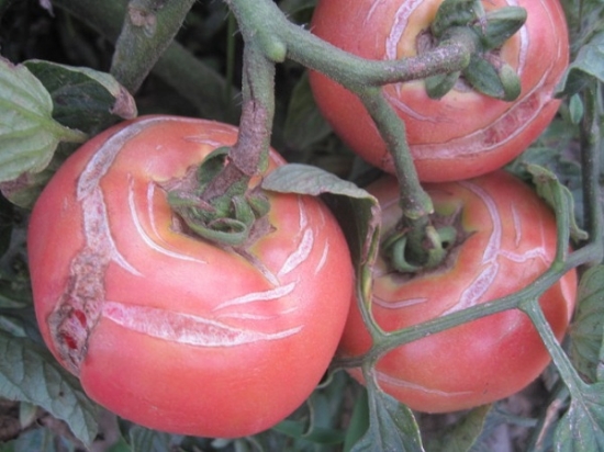 大棚种植番茄畸形果
