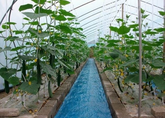 无土栽培蔬菜——水质要求