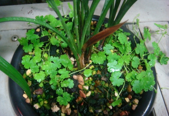 兰花盆面草的介绍：苔藓、翠云草、天胡荽
