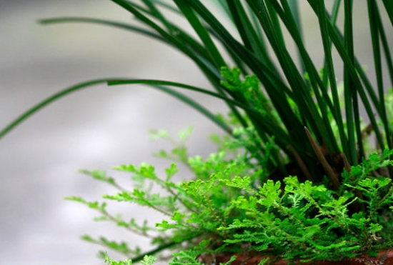 兰花盆面草的介绍：苔藓、翠云草、天胡荽