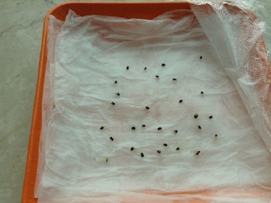 薄荷种子种植方法：种子直播发芽率低,需先进行催芽处理