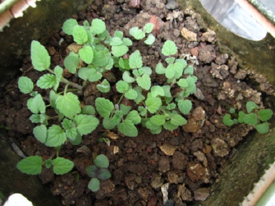 薄荷种子种植方法：种子直播发芽率低,需先进行催芽处理