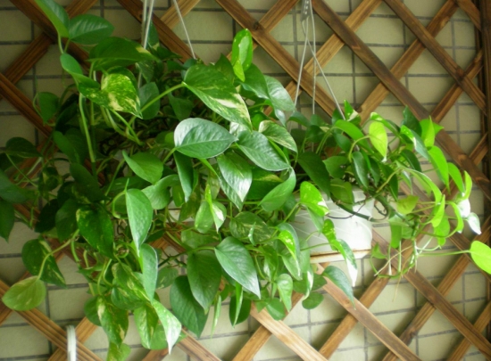 7种能净化空气的室内植物