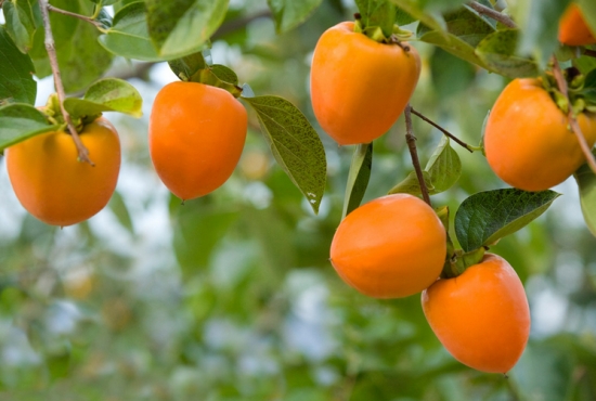 柿子树的种植方法：喜温暖，阳光充足的环境