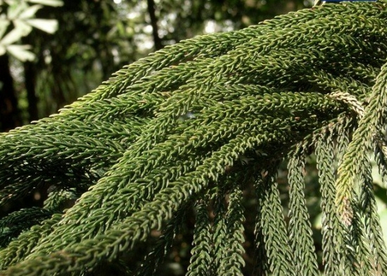 常见的室内木本植物：十八种常见的木本植物