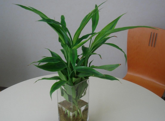 好养的水培植物——富贵竹