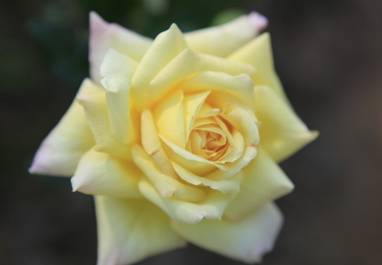 玫瑰花的含义：不同颜色、朵数的玫瑰，含义不同