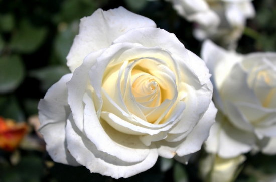 玫瑰花的含义：不同颜色、朵数的玫瑰，含义不同