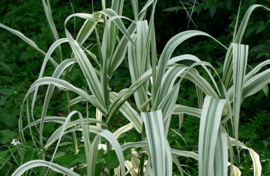 花叶芦竹的种植方法：喜温暖、阳光充足的环境