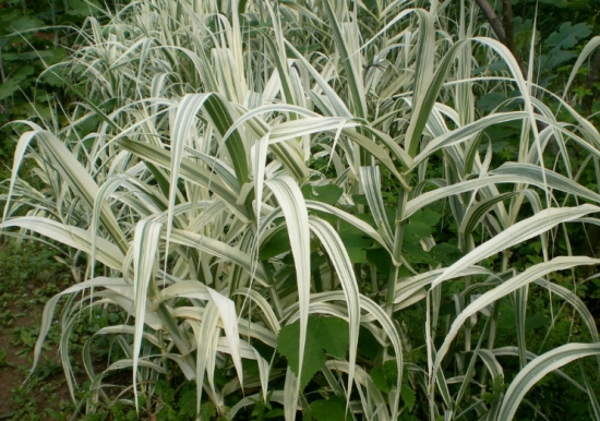 花叶芦竹的种植方法：喜温暖、阳光充足的环境
