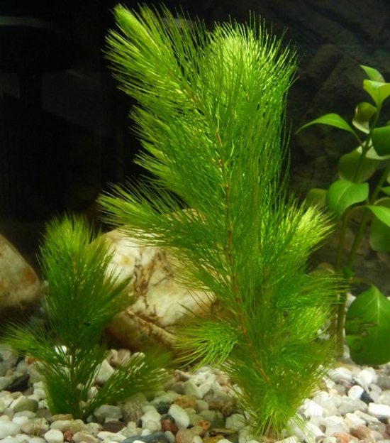 金魚藻的形態特征
