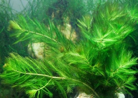 金魚藻是什麼植物