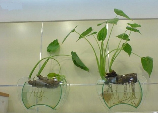 水生植物怎么养