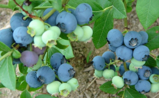 蓝莓品种——粉蓝