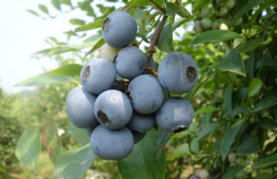 蓝莓品种—— 芭尔德温