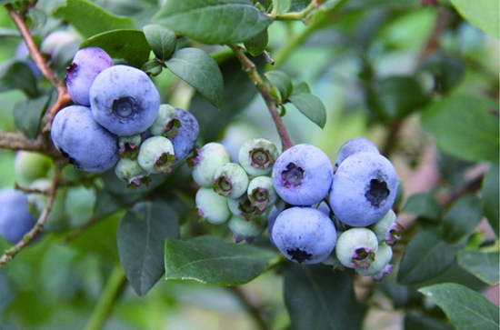 蓝莓品种——埃利奥特