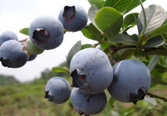 蓝莓品种——园蓝