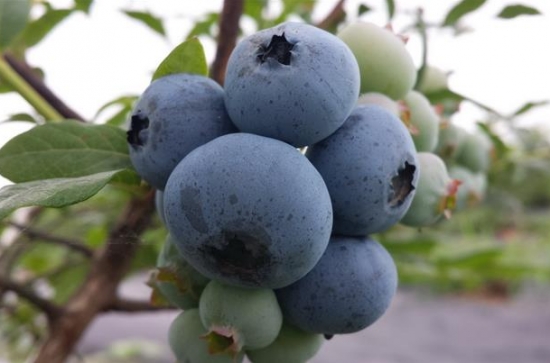 蓝莓品种——迪克西