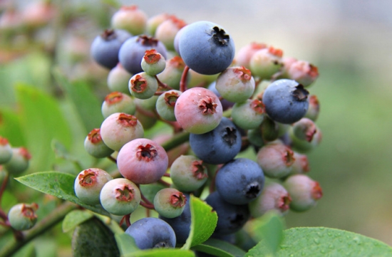 蓝莓品种——红利