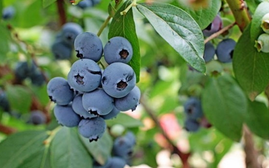 蓝莓品种——伊丽莎白