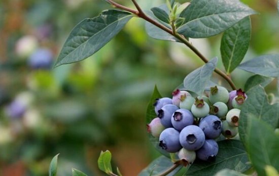 蓝莓品种——布里吉塔