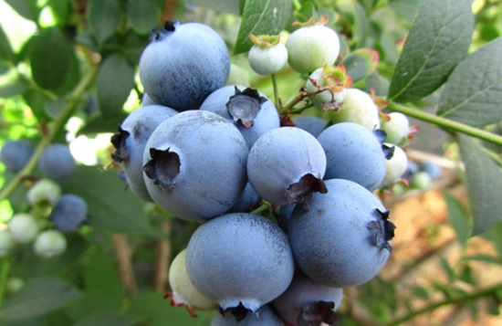 蓝莓品种——蓝金