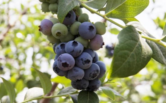 蓝莓品种——美登