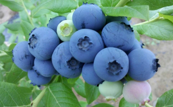 蓝莓品种——北陆
