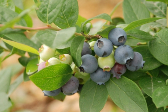 蓝莓品种——北蓝