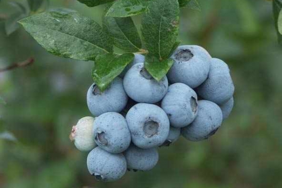 蓝莓品种—— 芬蒂