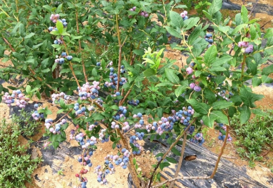蓝莓品种——北村