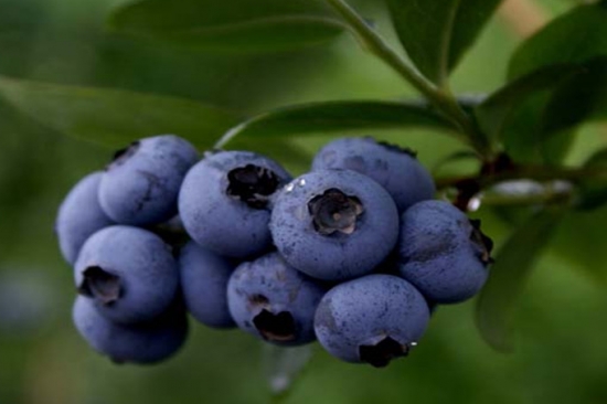 蓝莓品种——康维尔