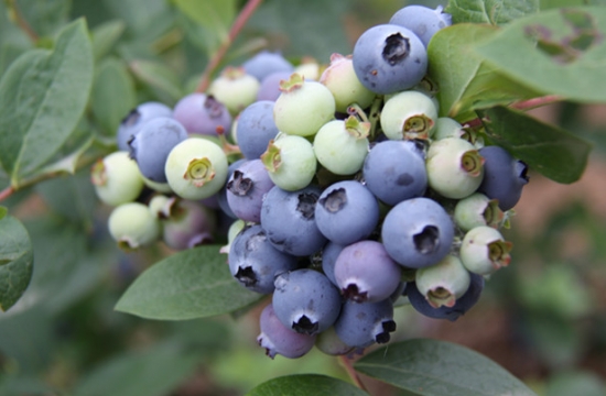 蓝莓品种——达柔