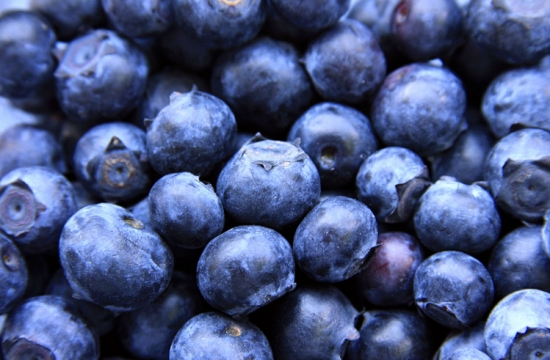 蓝莓品种——蓝丰