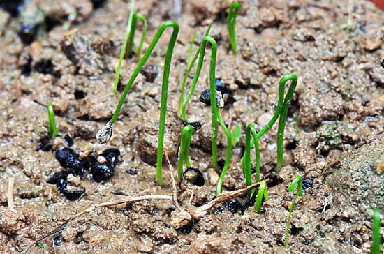 韭菜种子几天发芽：如果生长环境适宜，发芽时间仅需一周左右