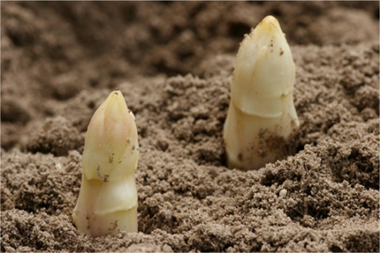 芦笋的种植方法：于4月下旬至5月上旬进行播种