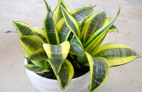 吸收甲醛的室内植物——虎尾兰