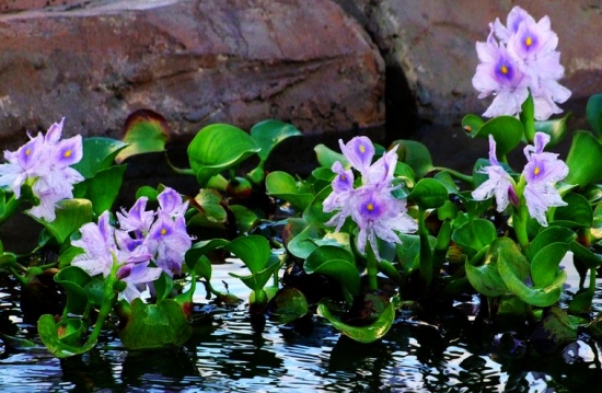 室内水生植物有哪些 六种水生植物介绍 附图 花语网