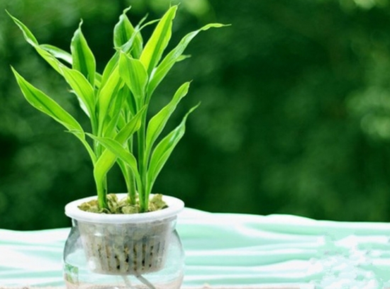 室内水生植物——富贵竹