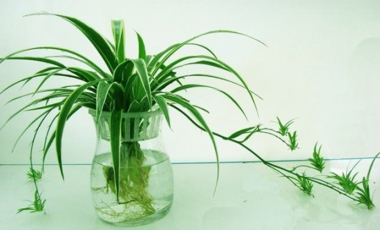 室内水生植物——吊兰