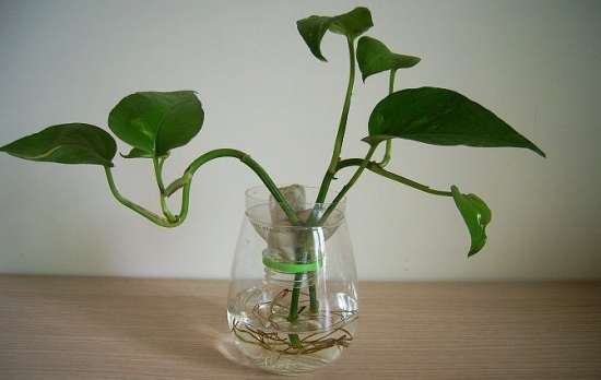 室内水生植物有哪些：六种水生植物介绍（附图）