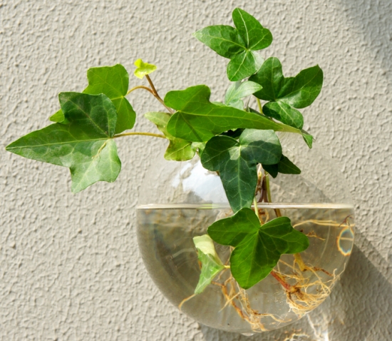 室内水生植物——常春藤