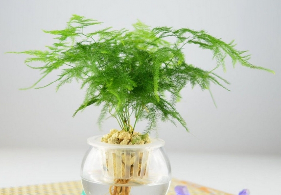 室内水生植物——文竹