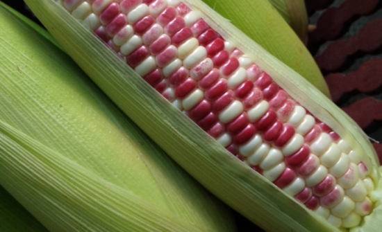 糯玉米的种植技术：从选种到采收，一步步教你如何种植糯玉米