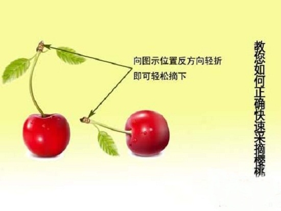 樱桃的采摘方法：按照樱桃果柄尾巴处反方向轻折即可