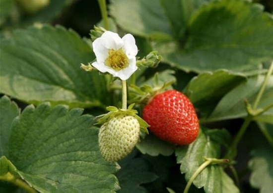草莓花和草莓